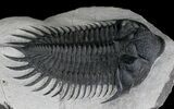 Huge Delocare (Saharops) Trilobite #24769-1